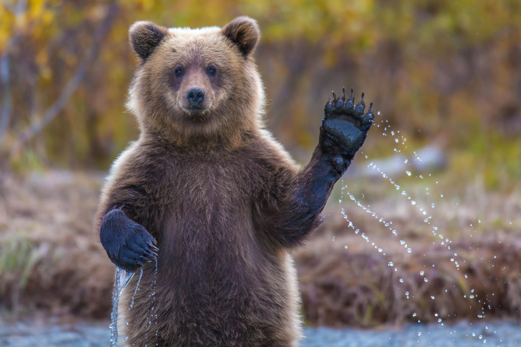 A bear waving good-bye to 2020 as we all feel the pressure to have a happy new year in 2021.